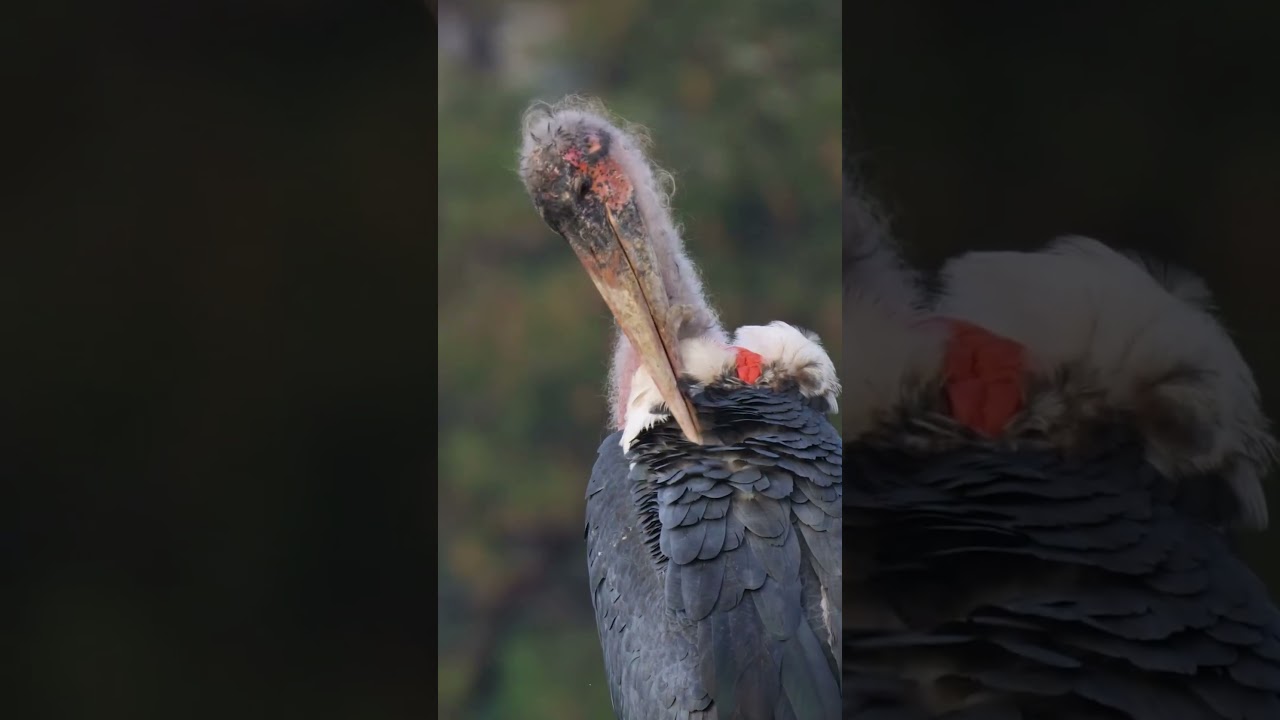 МАРАБУ — ПТИЦА, КОТОРАЯ ВЫГЛЯДИТ КАК ПЕРСОНАЖ УЖАСТИКА! #animals #хочуфакты #животные #wildlife