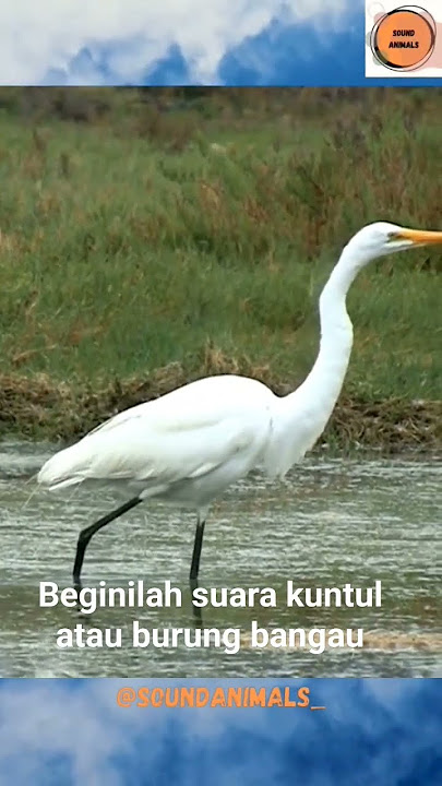Suara kuntul atau burung bangau#animalsounds #soundanimals #shorts