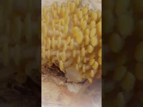 Мы лишь одна из разновидностей мясистых грибов #Shorts