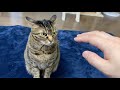 イカ耳がエグすぎる凶暴猫に触った結果...