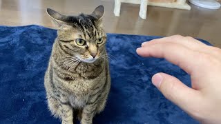 猫・イカ耳(アクリルガッシュ) mqdefault.jpg