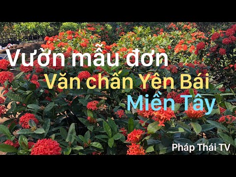 #1 Mẫu đơn văn chấn(Yên Bái) siêu hoa thuần chậu ở Miền Tây.// Mới Nhất