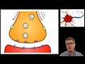 The Role of Synapses in Neurotransmission and Neural Communication