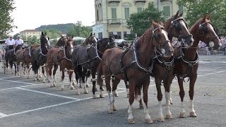 Fiera equina Ivrea San Savino 2015 - Attacco a 13 cavalli