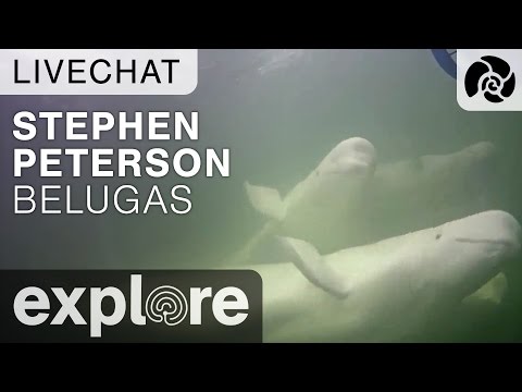 Stephen Petersen - Beluga Whales - Live Chat - 동영상