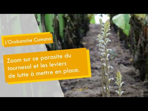 Vidéo: Orobanche - une plante parasite : description, espèces, méthodes de contrôle