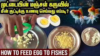 How to feed Egg to aquarium Fish | Arowana Fish Bites