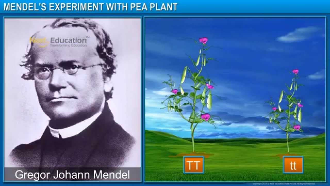 Gregor-Mendel Experiments. Грегор Иоганн Мендель вклад в биологию. Грегор Иоганн Мендель фото.