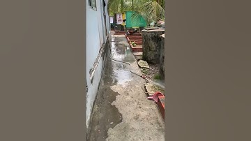 Rắn nước hung dữ