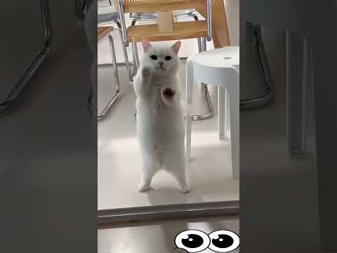 أنا وقططتى لوحدينا فى البيت بنخربها