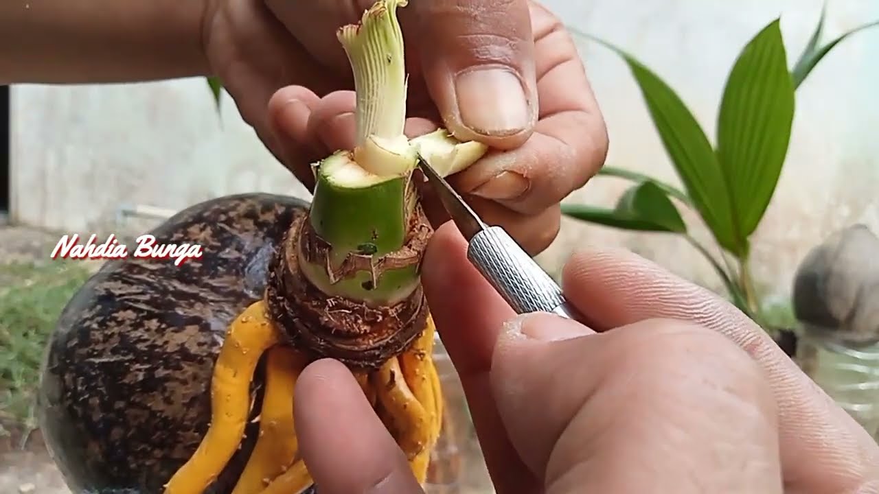 cara memperbaiki koleksi bonsai kelapa yang patah tunas untuk pemula