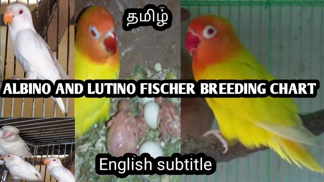 Lovebird Mutation Chart