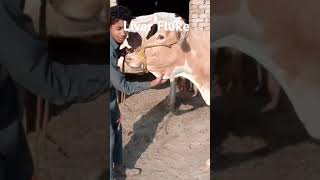 Liver fluke disease, Fasciolosis, Bovine Fasciola hepatica, Parasitic infection, Ruminant animals