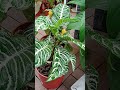 Zebra Plant 單藥花 单药花 Zebra Plant 單藥花 单药花