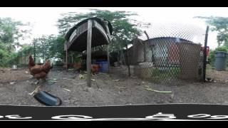 camera for inside chicken coop 1