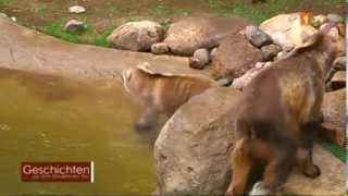Geschichten aus dem Osnabrücker Zoo -- Breisbären / Hybridbären Geschichten aus dem Osnabrücker Zoo -- Breisbären / Hybridbären