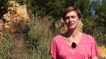 Meet a CSIR ecosystem scientist who specialises in biodiversity