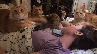 Wake Up Human - Super cute Pets Waking up Owners Compilation