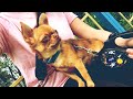 Наша Боня|Part #10|На прогулке|Домашнее видео|Baby on a walk||Cute dog eating|Baby face