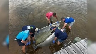 41 Dolphins Found Dead Along Panhandle Beaches In 2026