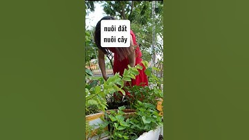 Trùn âm thầm ăn rác, không một đòi hỏi #trongraunhapho #trongrausanthuong #video28ngay