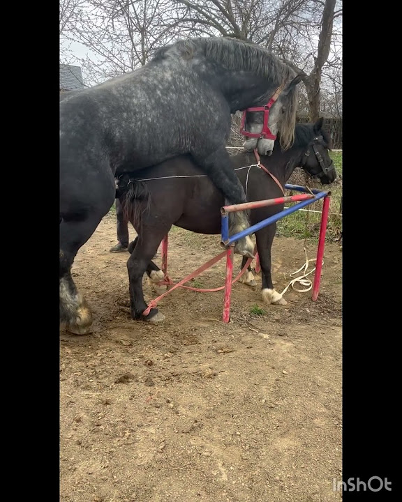 Миколая ми чекаєм пісня скачати