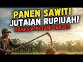 Beginilah cara kerja panen sawit||This is how palm oil harvesting works