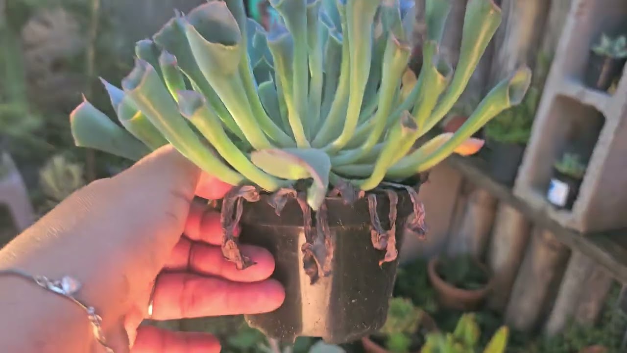 #CHUVA E COMO ESTÃO OS MEUS ARRANJOS DE SUCULENTAS NOS VASOS 🥰