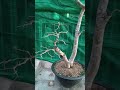 hồng quân ăn trái.