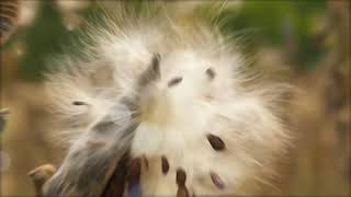Autumn Music | Hello November