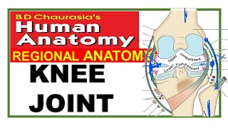 Chp12 | Knee Joint | Lower Limb Joints | Dr Asif Lectures