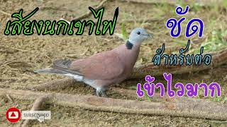 เสียงนกเขาไฟ สำหรับต่อล่อ เข้าไวชัด100%