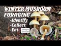 Winter Mushroom Forage- I.D., Collect, Eat!