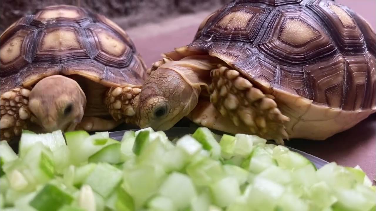 Sulcata Tortoise Baby Like To Eat Cucumber 4k YouTube