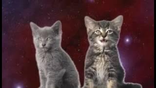 Pisici, cats,kittens,pisicile sunt cantarete,the kitty song miau