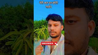 Mera Chhota Sa Terrace Garden 🌿 | Best Plants for Home