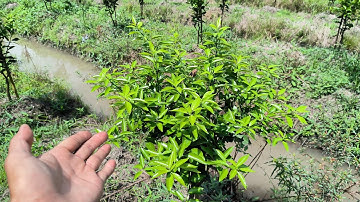 Chăm Sóc Cơi Đọt Quýt Đường | Ths. Hoà | SDT: 0907096207 |