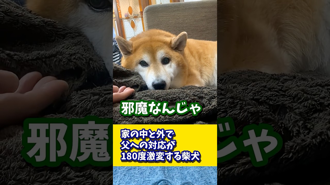 A Shiba Inu whose behavior towards Dad changes 180 degrees