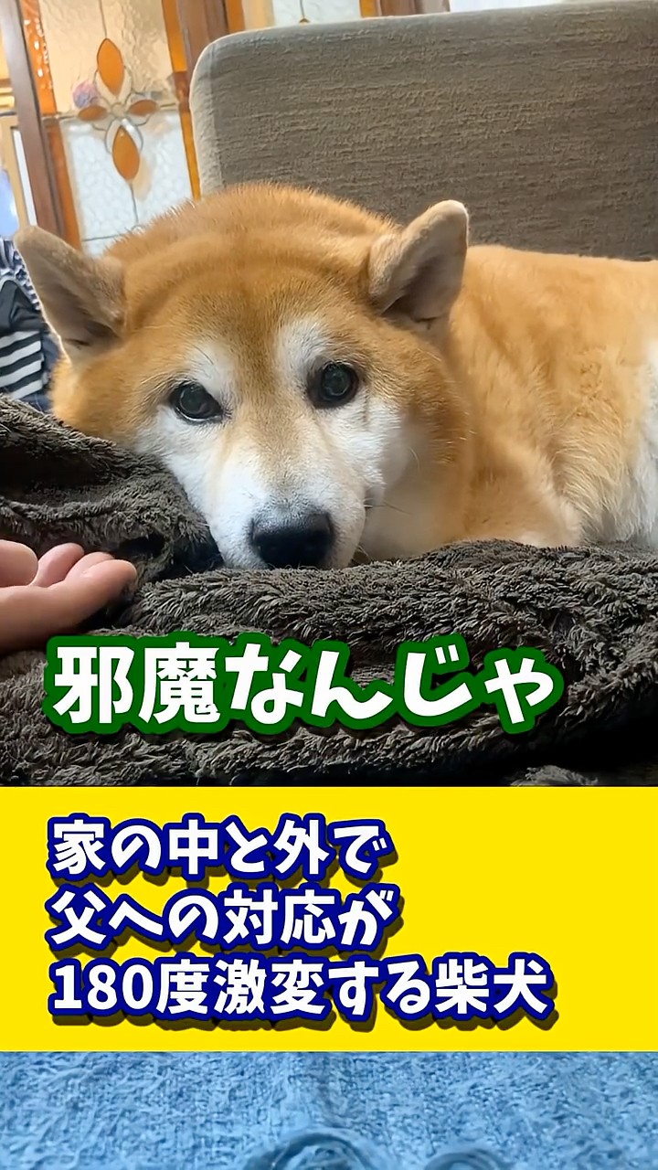 A Shiba Inu whose behavior towards Dad changes 180 degrees