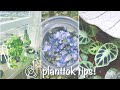 PlantTok's AMAZING tips & tricks for YOUR houseplants 🌿 TikTok Plant Compilation