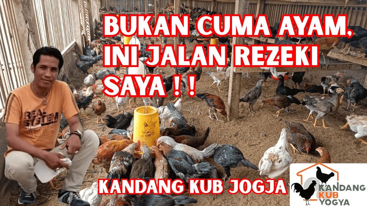 Inilah Kandang Ayam KUB Jogja yang Viral di Kalangan Peternak !
