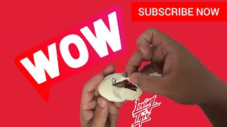 FIRST EGG CUTTING OF 2024 | BALL PYTHON EGGS CUTTING
