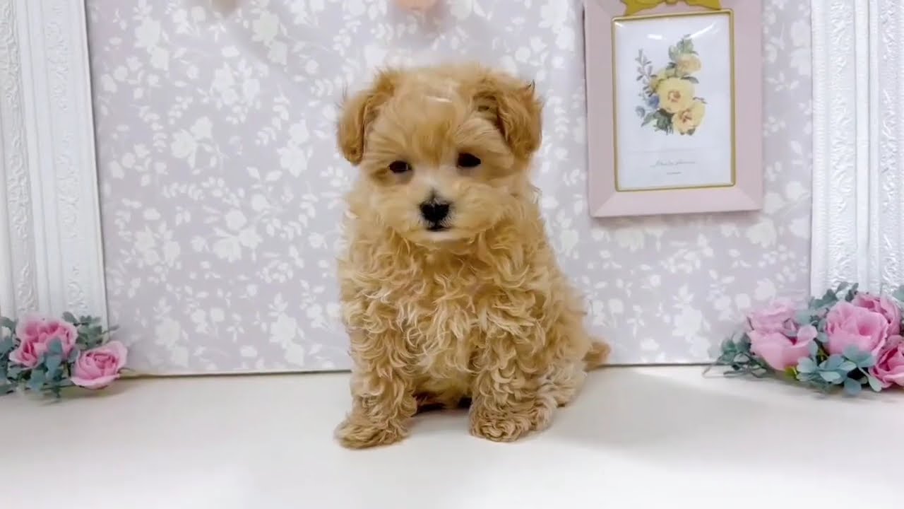 199826 マルプー♀ - YouTube