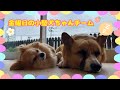 【幼稚園】紫竹山店 ⭐️金曜日の小型犬ちゃんチーム⭐️
