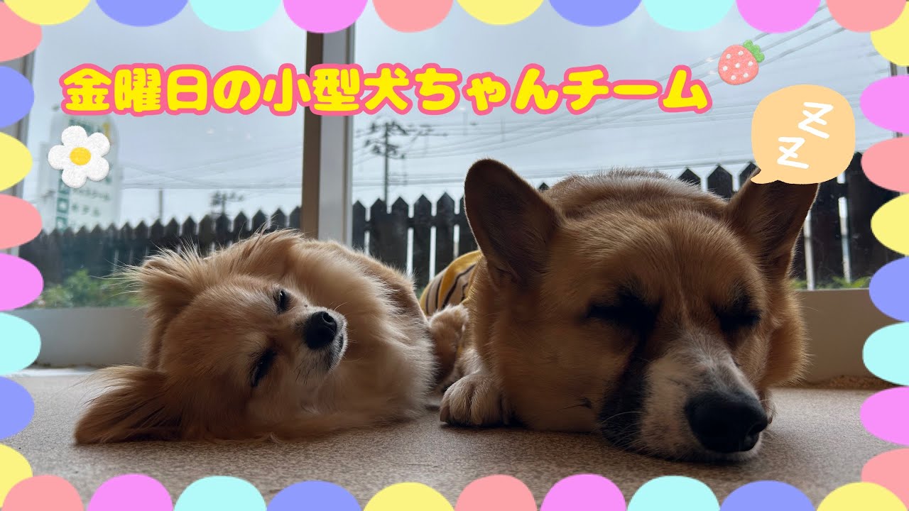【幼稚園】紫竹山店 ⭐️金曜日の小型犬ちゃんチーム⭐️