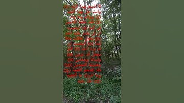 سورة البلد  للمقريء الحصري برواية ورش عن نافع