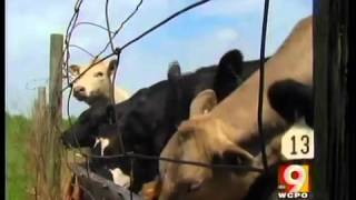 Tracking system helps prevent Mad Cow
