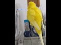 主への返事がおざなりなトリ