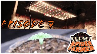 Spider Farmer | New beginnings - Ep. 7