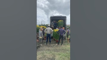 Hoa Cúc Đại Đóa Tết Ninh Hòa Khánh Hòa A Nhàn TAM SƯ Chậu 1M 85 60 Video Mặt Hoa Năm 2023 #shorts